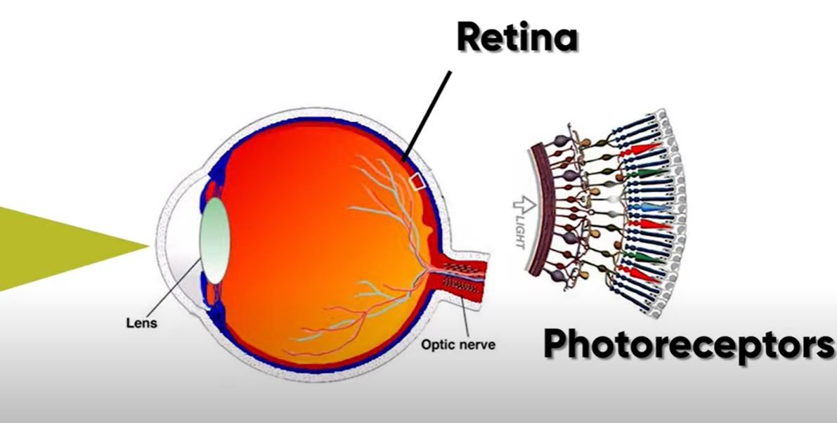 How the camera sensor works