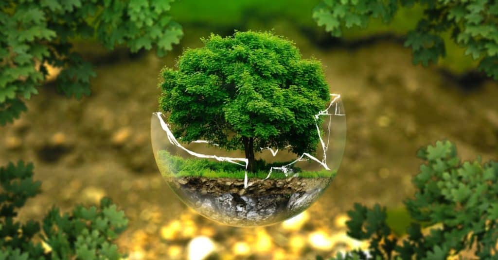 Environmental and Ecological Importance