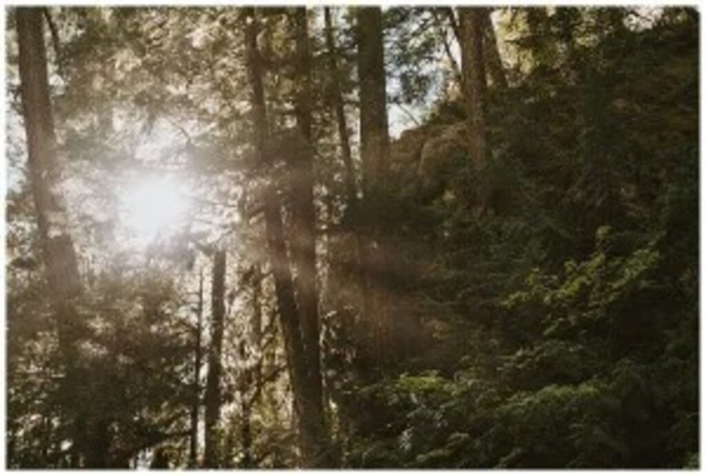 Romantic Editorial Panther Creek Falls Engagement Photos (2)